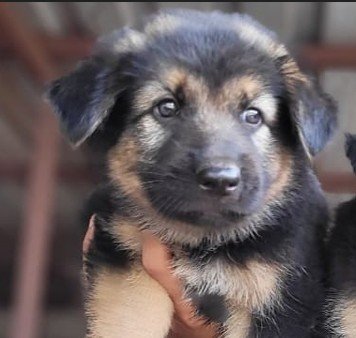 Buy Male German Shepherd Puppy from Jaipur